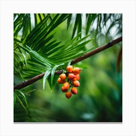 Fruit On A Palm Tree Canvas Print