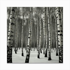 Birch Forest 3 Canvas Print