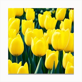 Yellow Tulips 5 Canvas Print