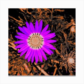 Purple Daisy Canvas Print