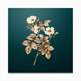 Gold Botanical Short Styled Field Rose on Dark Teal n.1067 Canvas Print