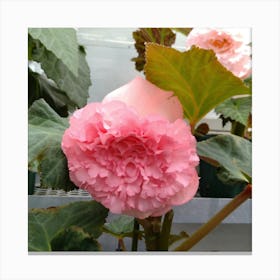 Pink Daffodil 1 Canvas Print