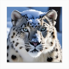 Snow Leopard 12 Canvas Print