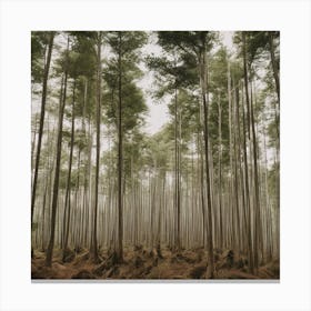 Tall Trees In A Forest Canvas Print