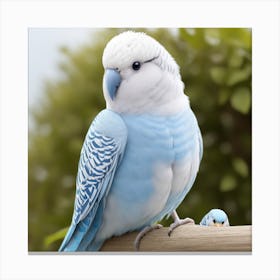 Blue And White Parakeet Canvas Print