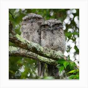 Two Owls Perched On A Branch Canvas Print