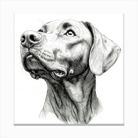 Rhodesian Ridgeback Canvas Print