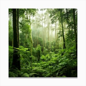 Firefly Rainforest Forest Background 12750 Toile