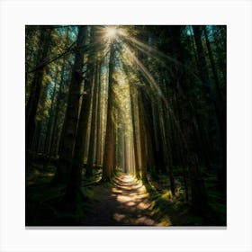 Forest Path - Forest Stock Videos & Royalty-Free Footage Canvas Print