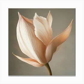 Lotus Flower 1 Canvas Print