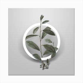 Vintage Grey Willow Minimalist Floral Geometric Circle on Soft Gray Canvas Print