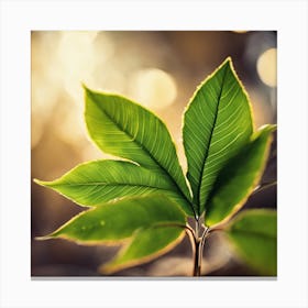 Bokeh Canvas Print