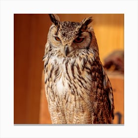 Confused owl Canvas Print