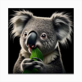 Cute Koala chewing on leaf portrait isolated on black background Canvas Print