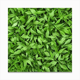 Close Up Of Green Leaves 1 Canvas Print