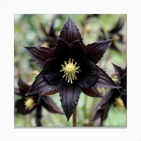 Black Hellebore Canvas Print