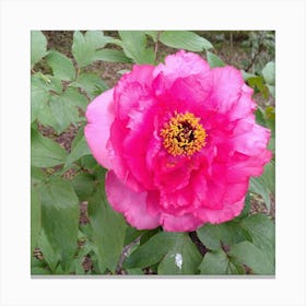 Peony 11 Canvas Print