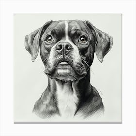 Boxer 2 Canvas Print