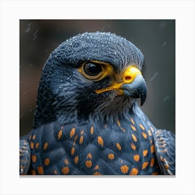 Falcon 3 Canvas Print