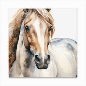 White horse Canvas Print