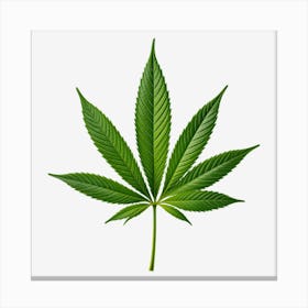 Marijuana Leaf Isolated On Black Background 3 Canvas Print