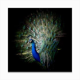 Peacock Bird Animal Canvas Print