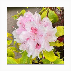 Rhododendron Canvas Print