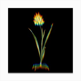 Prism Shift Ixia Fusco Citrina Botanical Illustration on Black n.0370 Canvas Print