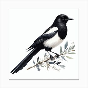 Magpies Canvas Print