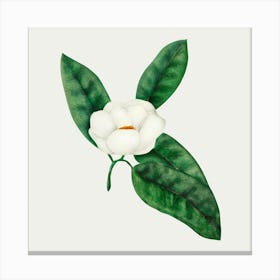 Magnolia 5 Canvas Print