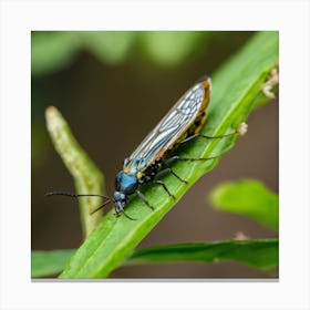 Blue Bug On Leaf 1 Canvas Print