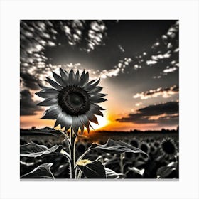 Sunflower At Sunset Canvas Print