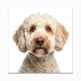 Lagotto Romagnolo Dog Portrait Stampe su tela