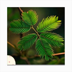 Mimosa leaf Canvas Print