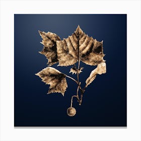Gold Botanical American Sycamore on Midnight Navy n.4811 Canvas Print