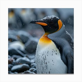 King Penguin 5 Canvas Print