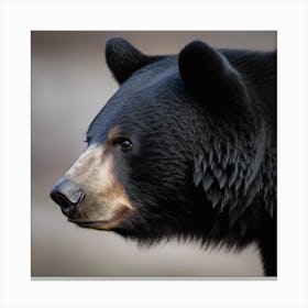 Black Bear Canvas Print