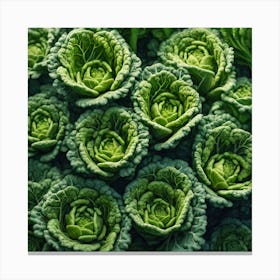 Cabbages 2 Canvas Print