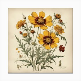 Coreopsis Wildflower Vintage Botanical Art Print 3 Canvas Print