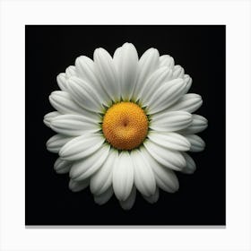 Daisy Flower on Black Background Canvas Print