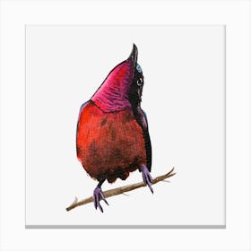 Bird Of Paradise Canvas Print