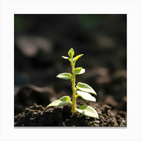 Small Plant Sprouting In The Dirt Canvas Print