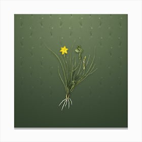 Vintage Golden Blue eyed Grass Botanical on Lunar Green Pattern n.2109 Canvas Print