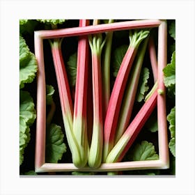 Rhubarb 80 Canvas Print