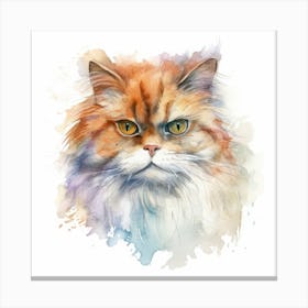 Domestic Shorthair Persian Cat Portrait 1 Canvas Print