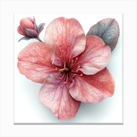 Apple Blossom Canvas Print