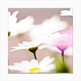 Daisies 1 Canvas Print