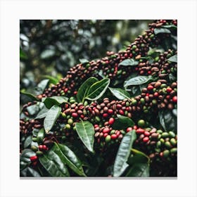 Coffee Beans On A Tree 21 Canvas Print