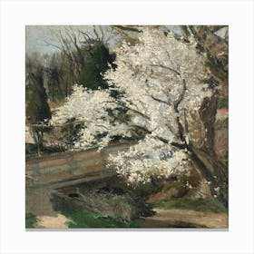 Blossoming Cherry Tree Canvas Print