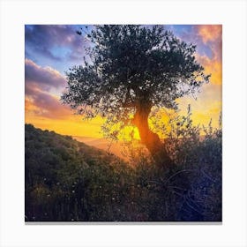 Olive Tree At Sunset Canvas Print